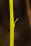 Low pinebarren milkwort